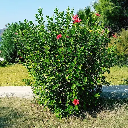 Villa Datca Aktur Holiday Homes